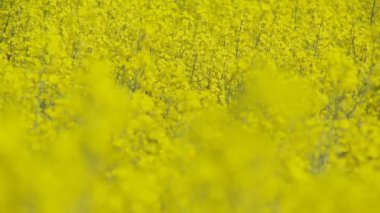 Sarı rapefield çiçek