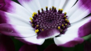 küçük leylak rengi ve beyaz renkli çiçekler