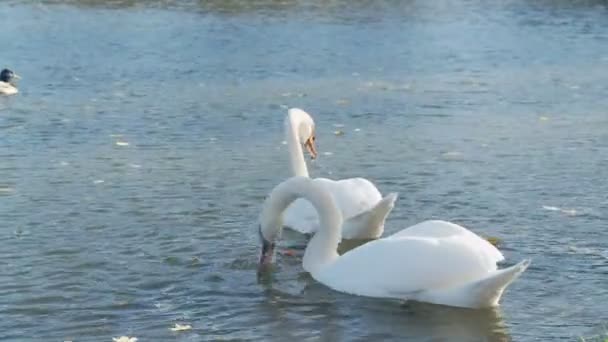 Cygnes blancs dans le lac 