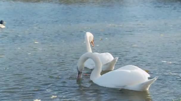 Cisnes blancos en el lago — Vídeo de stock