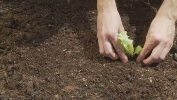 Plantering ung grön sallad — Stockvideo