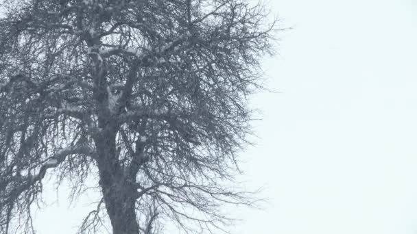 Deriva de nieve en el viento de invierno — Vídeos de Stock