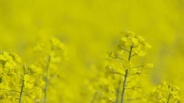 Blommande gul rapefield — Stockvideo