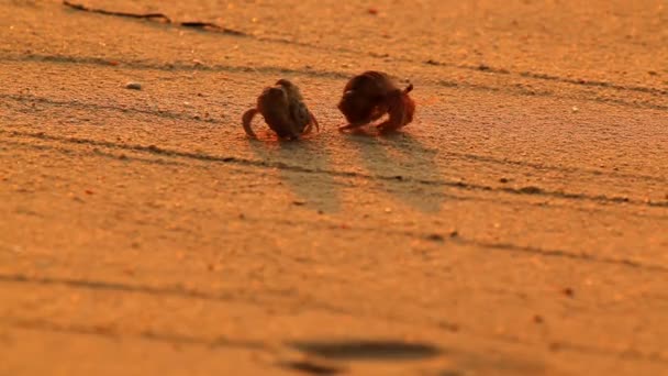 Крабы-отшельники проходят мимо друг друга — стоковое видео
