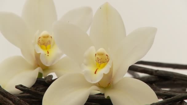 Vanilla herb with flowers — Stock Video