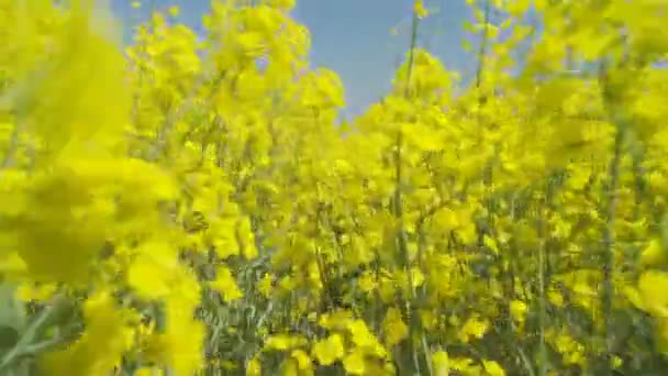 Colorful rapefield in wind — Stock Video