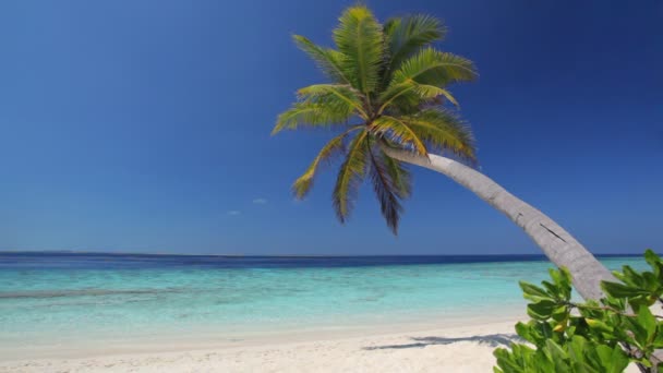 Palmerna på sandstranden — Stockvideo