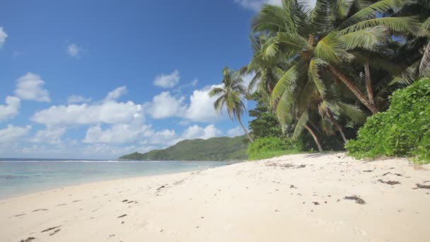 Grande plage tropicale 