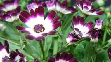 küçük leylak rengi ve beyaz renkli çiçekler