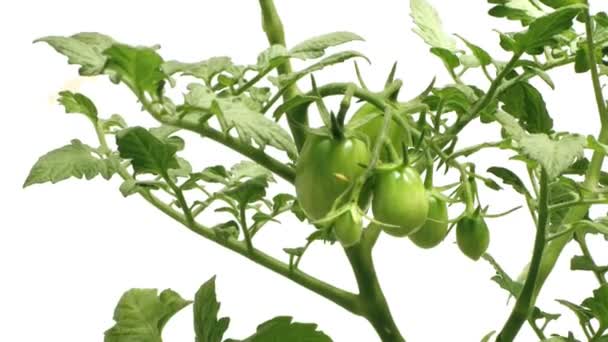 Timelapse de tomates en crecimiento — Vídeos de Stock