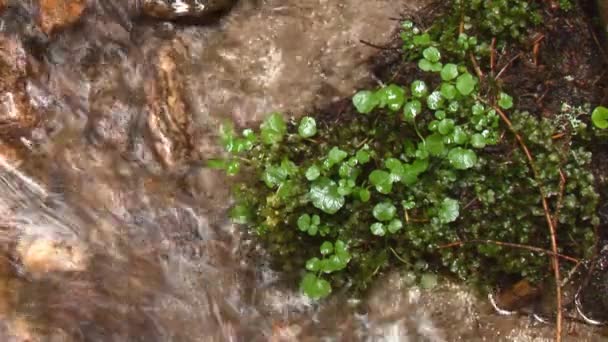 Air terjun kecil di kolam — Stok Video