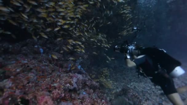 Onderwater fotograaf in shoal van fish — Stockvideo