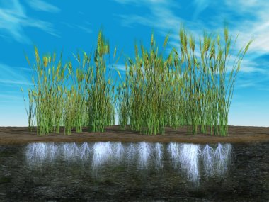 Bir buğday ekimi kökleri