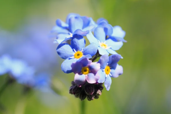 Beautiful spring nots,floral background,macro photography — Stock Photo, Image