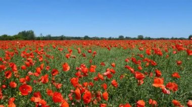 Lehçe manzara. Güzel haşhaş çiçekleri 