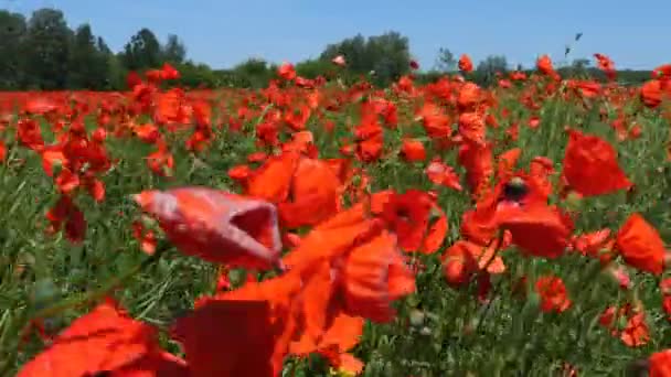 양귀비 꽃 밭 — 비디오