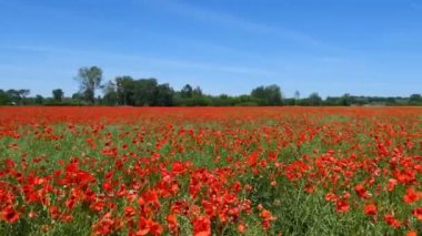 Güzel kırmızı gelincik çiçekleri 