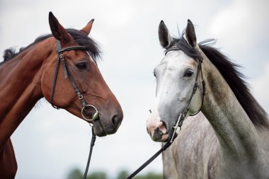 İki at, beyaz ve kestane