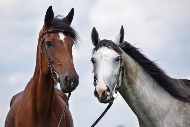 İki at, beyaz ve kestane