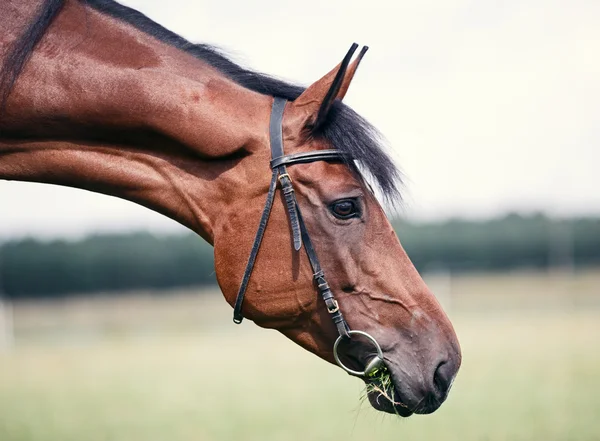 Retrato de caballo castaño —  Fotos de Stock