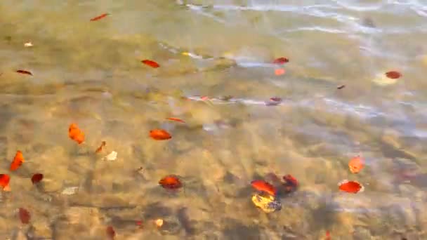 Herfstbladeren zwaaien op het water — Stockvideo