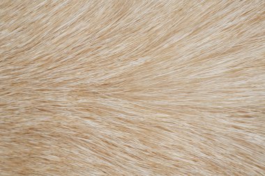 Köpek kürk arka plan olarak kapat.