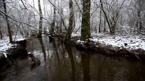 Cours d'eau dans la forêt d'hiver 