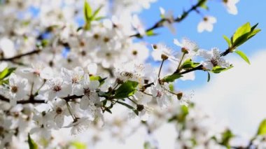 Mirabelle çiçeklenme çiçekler.