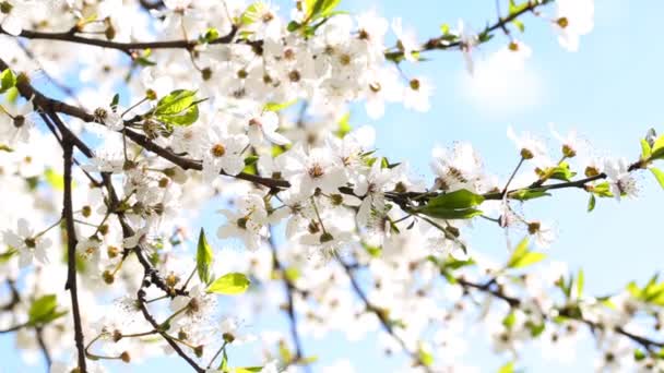 Flores floreciendo mirabelle . — Vídeo de stock