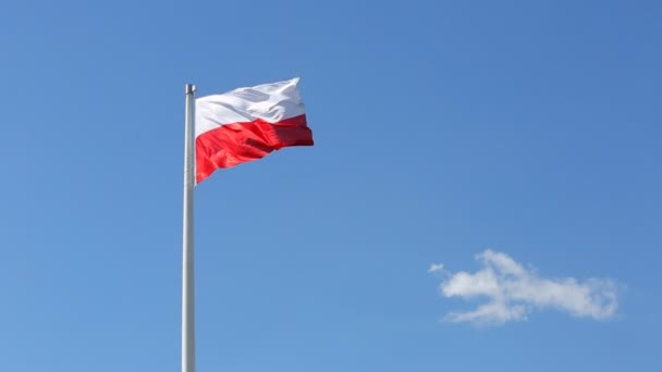 Bandera polaca ondeando en el viento — Vídeo de stock