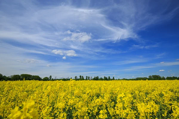 Prachtige Poolse landschap, bloeiende koolzaad veld — Stockfoto