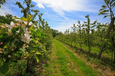 Bir meyve bahçesinde bahar ağaçlarda meyve