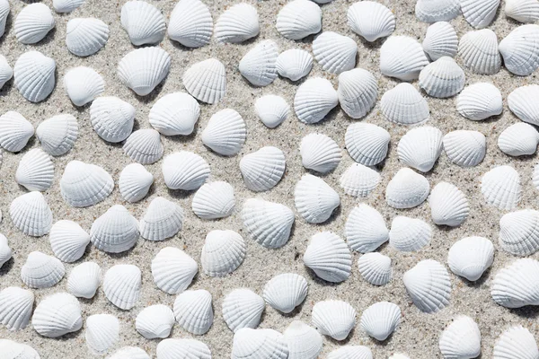 Muscheln am Strand als Hintergrund — Stockfoto