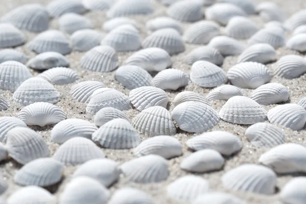 Shells on the beach as background — Stock Photo, Image