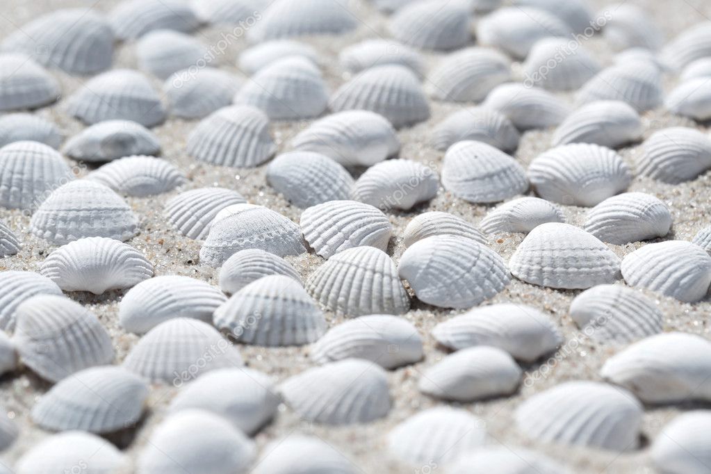 Shells on the beach as background