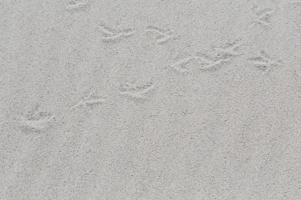 Wit zand strand met sporen van vogels als achtergrond — Stockfoto