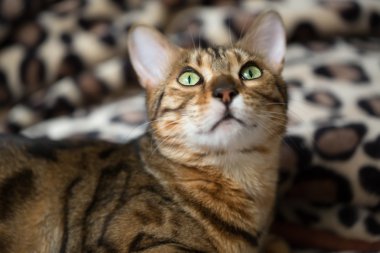 Bir kedi Bengal portresi. Küçük alan derinliği