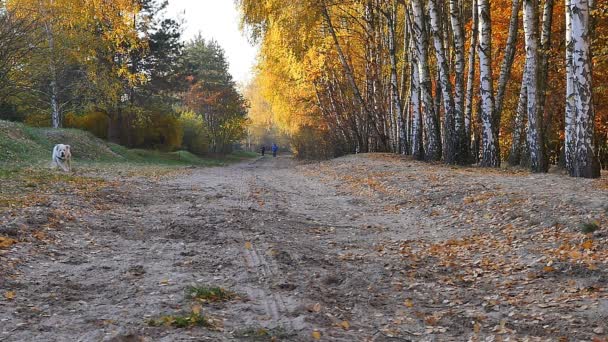 Лабрадор ретрівер собака відстаємо м'яч в уповільненому Русі — стокове відео