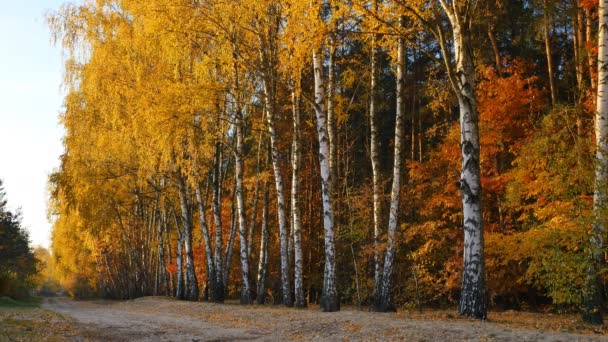 Барвисті осінній ліс — стокове відео