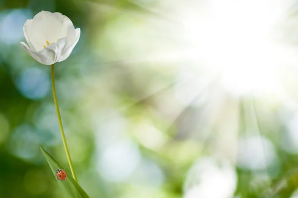Wizerunek biedronka na kwiat tulipana przeciw słońce zbliżenie — Zdjęcie stockowe