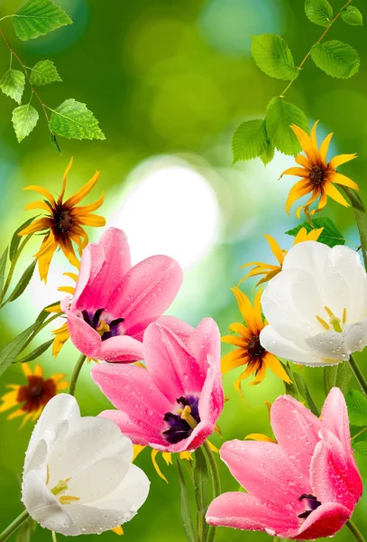 Image de différentes belles fleurs dans le gros plan du jardin — Photo