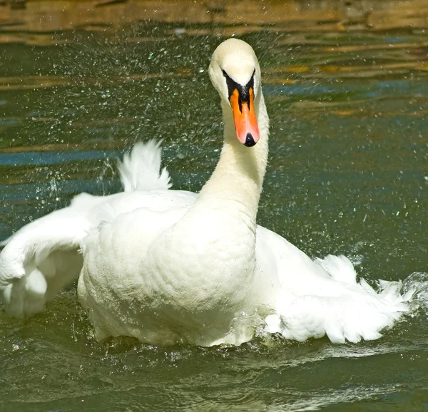 Imagem de belo cisne branco na água close-up — Fotografia de Stock