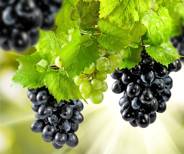 Druiven op een groene achtergrond close-up — Stockfoto