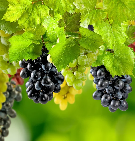 Виноград на зеленому фоні крупним планом — стокове фото