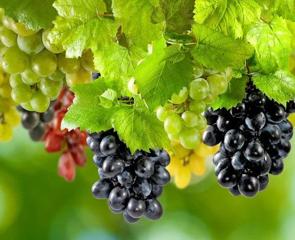 Виноград на зеленому фоні крупним планом — стокове фото