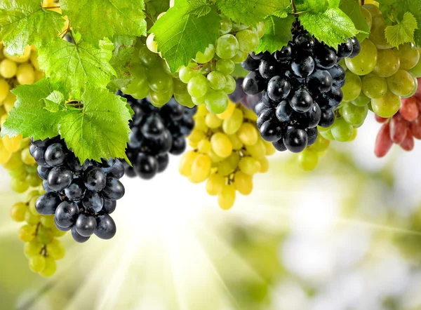 Rijpe druiven op een groene achtergrond in de tuin — Stockfoto