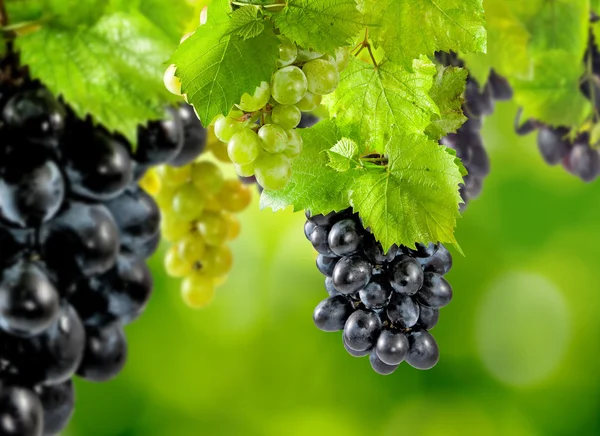 Стиглий виноград на зеленому фоні в саду — стокове фото