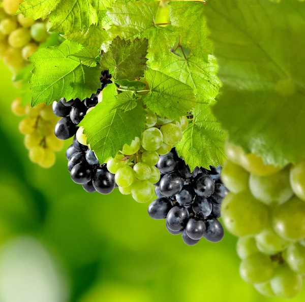 Образ винограду на зеленому фоні — стокове фото
