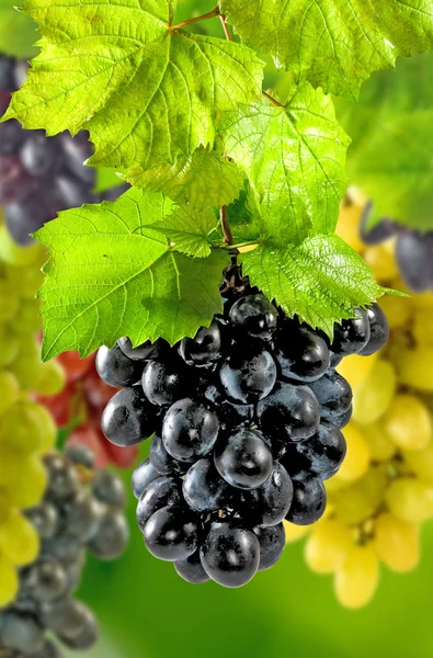 Зображення багатьох стиглих винограду на зеленому тлі в саду — стокове фото