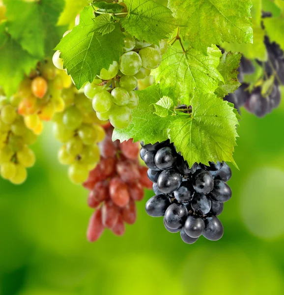 Imagen de uvas maduras sobre un fondo verde en el jardín —  Fotos de Stock